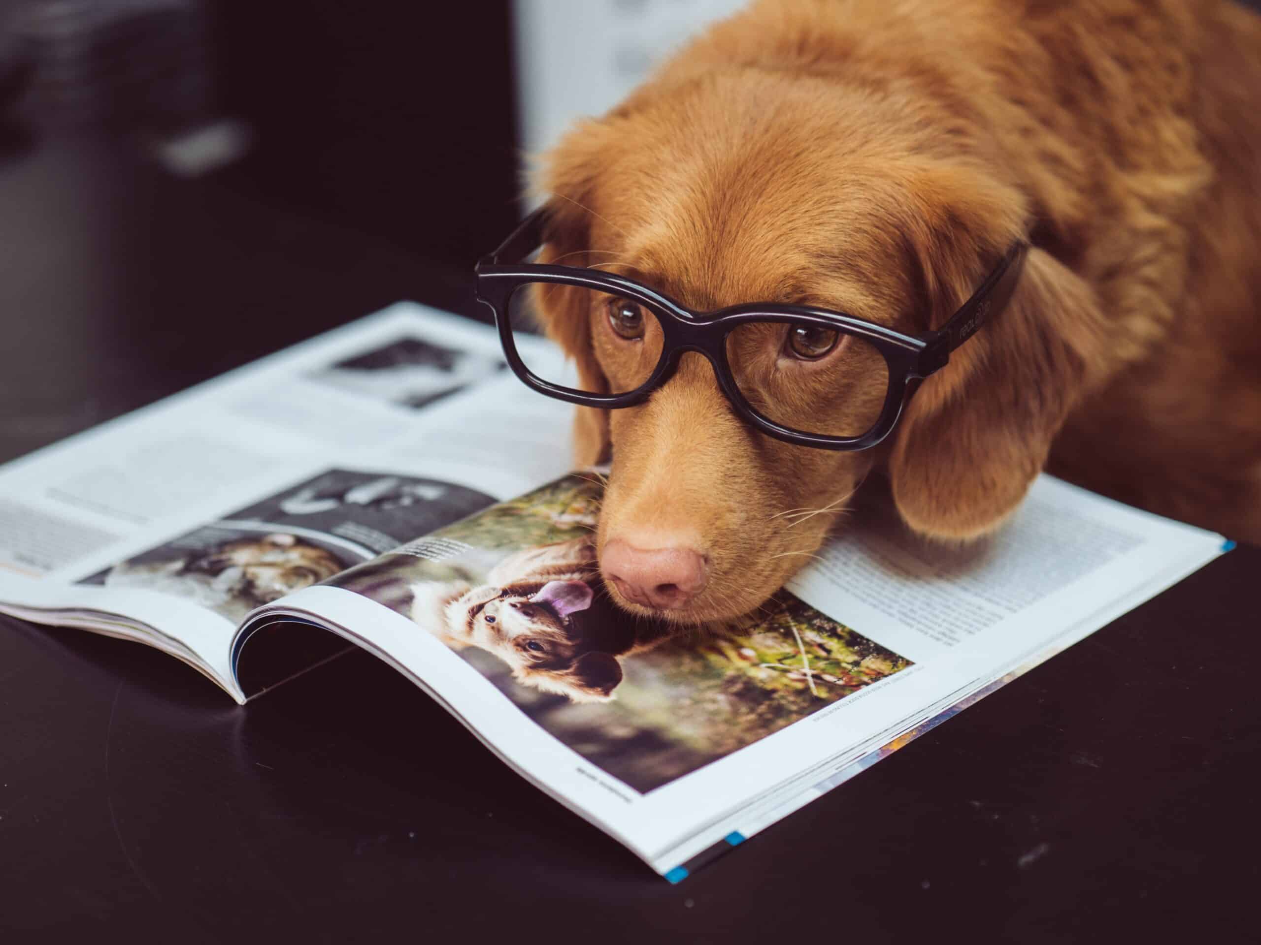 Writing Companions: Dogs